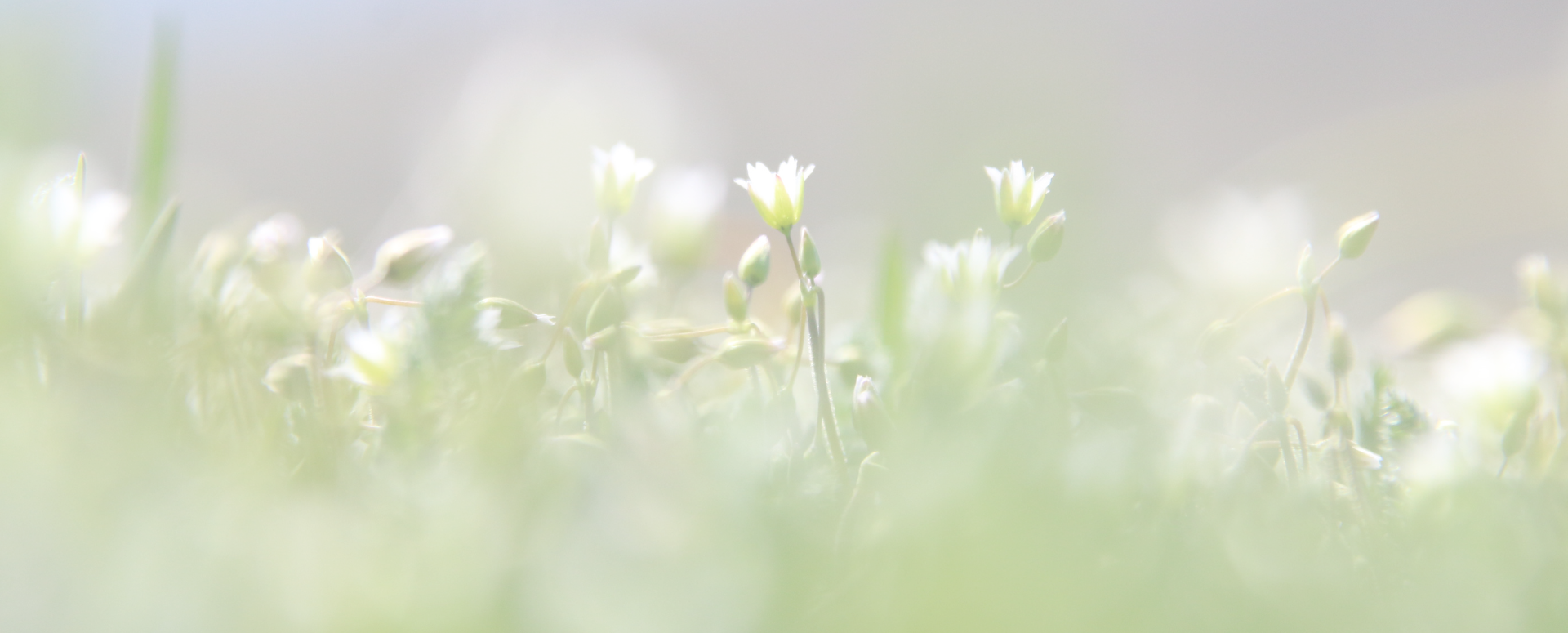 Josef seibel sue 25 2025 pump